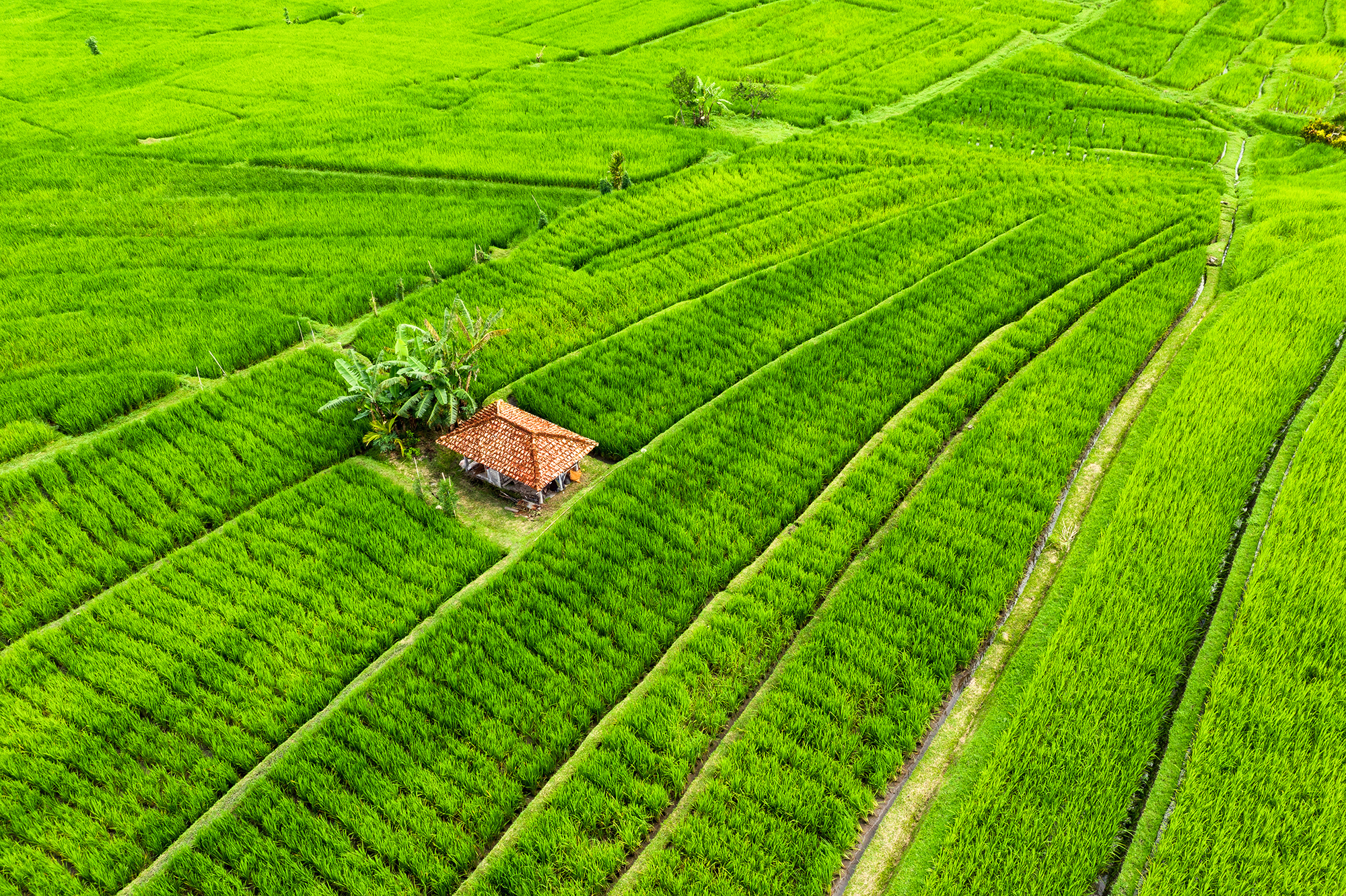 Is THC Oil Legal? LeafDrop aerial of delta 8 grow farm
